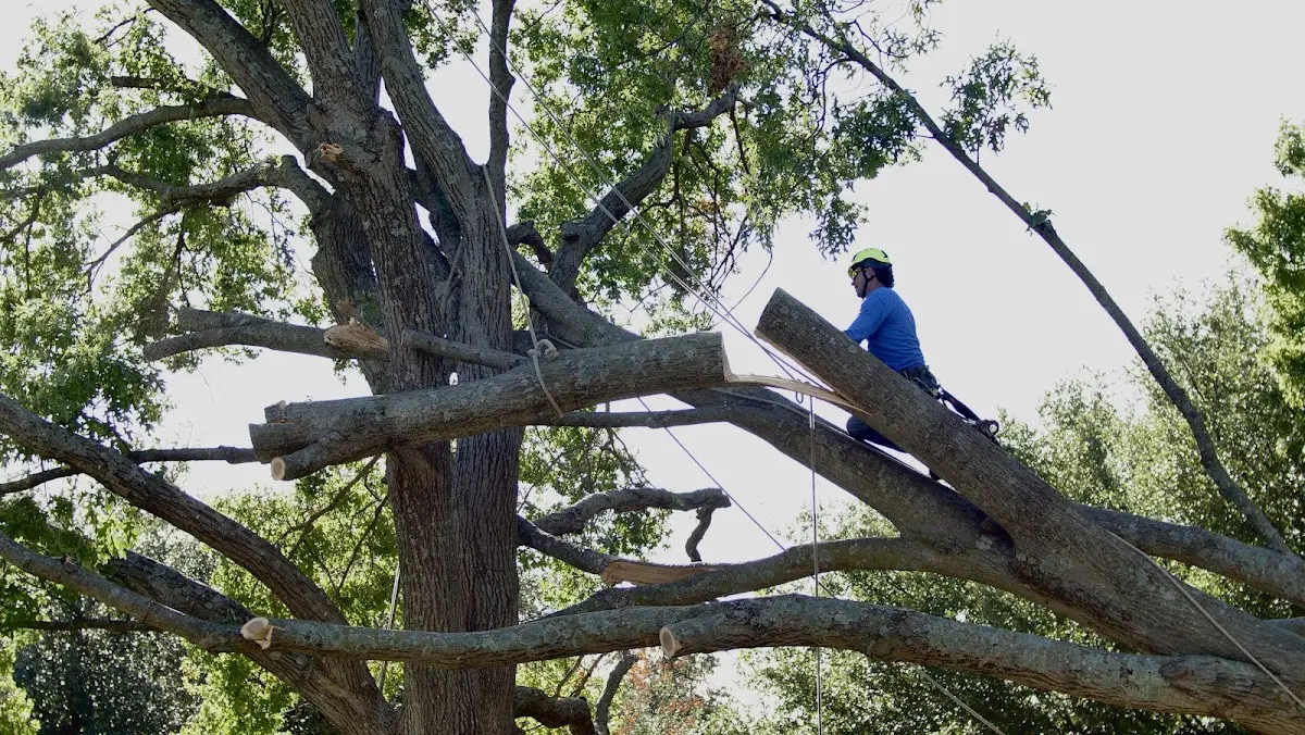 Professional Crown Thinning performed by certified arborists in Teaberry